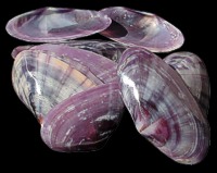 Polished Purple Tellins - Click For Larger View