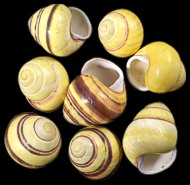 Yellow Land Snail - Click For Larger View