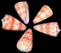 Conus Tessulatus - Click For Larger View