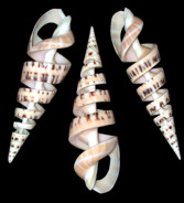 Spiral Cut Terebra - Click For Larger View