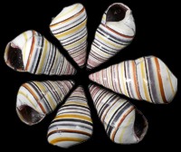 Haition Tree Snails - Click For Larger View