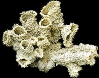 Natural Tube Sponges - Click For Larger View