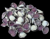 Purple Baby Clams - Click For Larger View