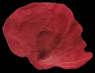 Dyed Wine color Cup Sponge - Click For Larger View