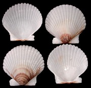 Florida Scallops - Click For Larger View