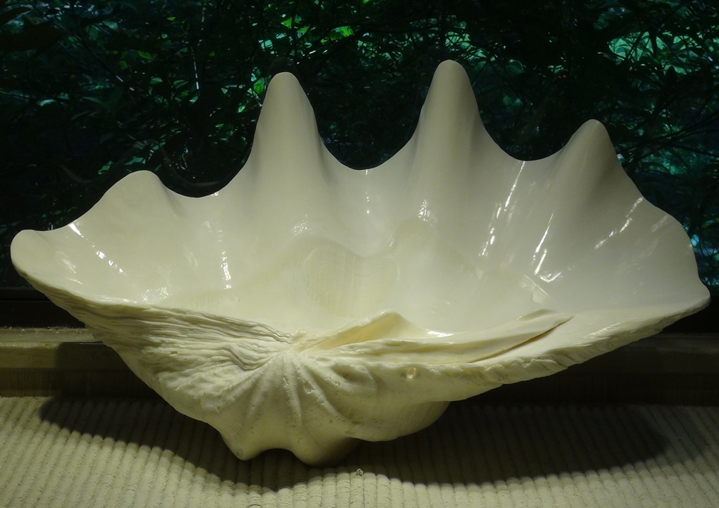 conch shell sink