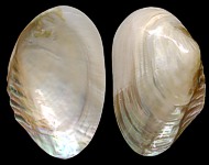 Cebu Clam Singles - Click For Larger View