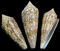 Conus Gloriamaris - Click For Larger View