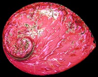 Dyed Pink Abalone     - Click For Larger View