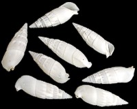 White Cerithium - Click For Larger View