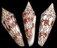 Conus Milneedwardsi - Click For Larger View