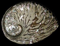 Dyed Gray Abalone     - Click For Larger View