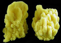 Coral Sponges - Click For Larger View