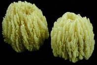 Glove Sponges  - Click For Larger View
