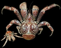 Real Coconut Crab - Click For Larger View