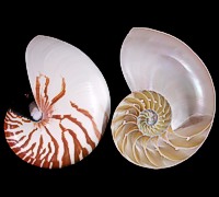Natural Nautilus Center Cut - Click For Larger View