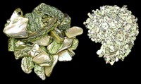 Green Abolone Chips  - Click For Larger View