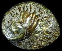 Dyed Gold Abalone - Click For Larger View