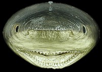 Real Sharks Head - Click For Larger View