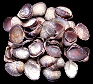 Violet clam  - Click For Larger View