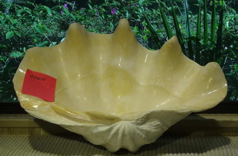 giant clam shell value