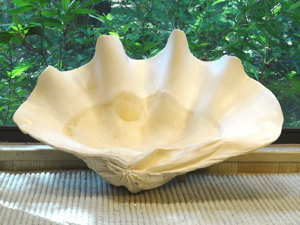 large clam shells for sale