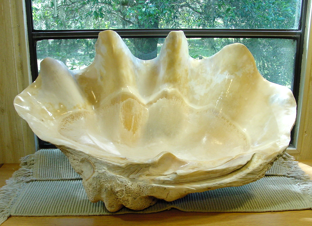 giant clam shell value