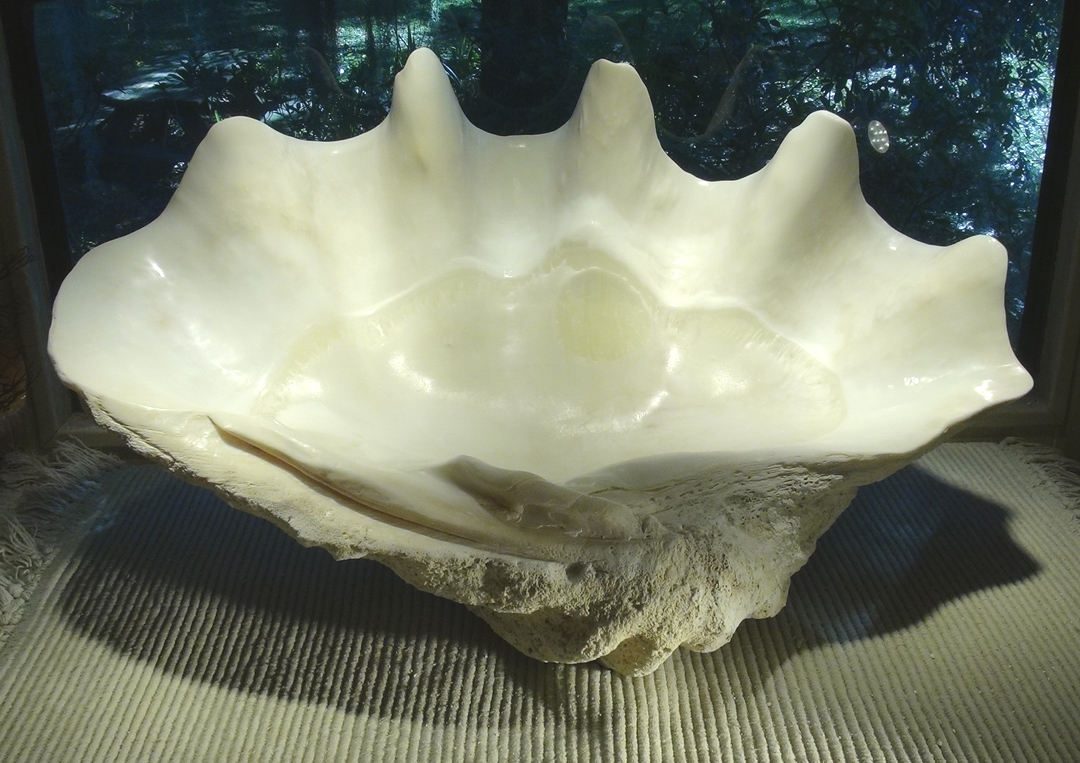 real giant clam shell