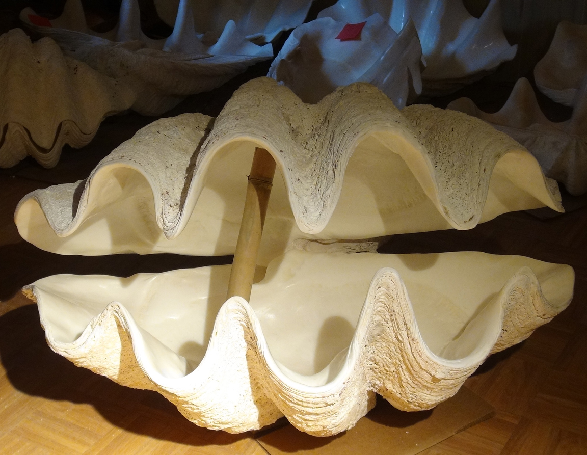real giant clam shell for sale