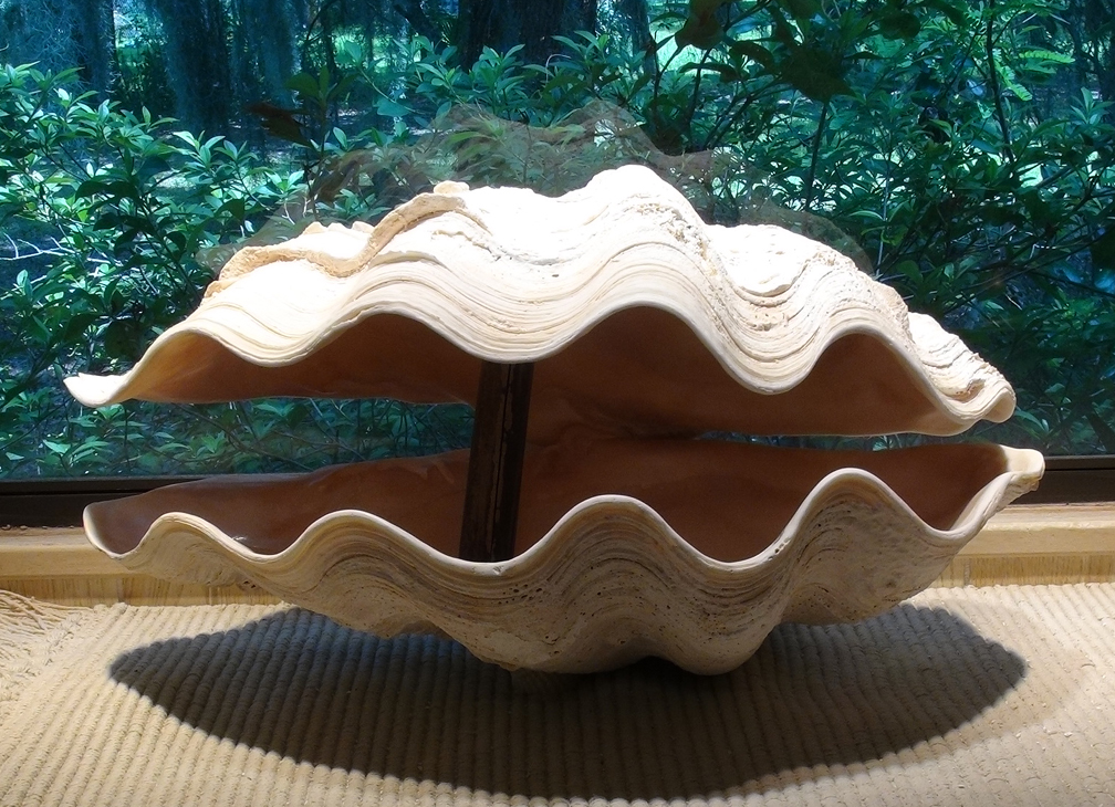 huge clam shell