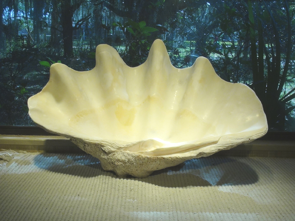 giant clam shell bowl