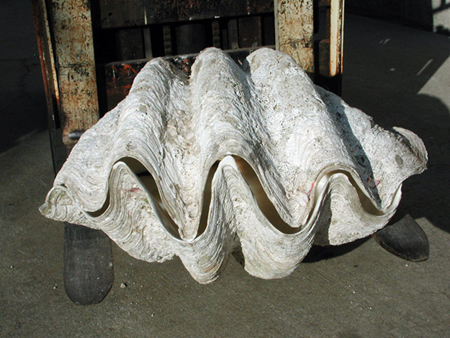 big clam shell