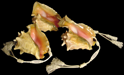 Conch Seashells, Giant Clams, Seashell Horns, Conch Centerpieces, Conch ...