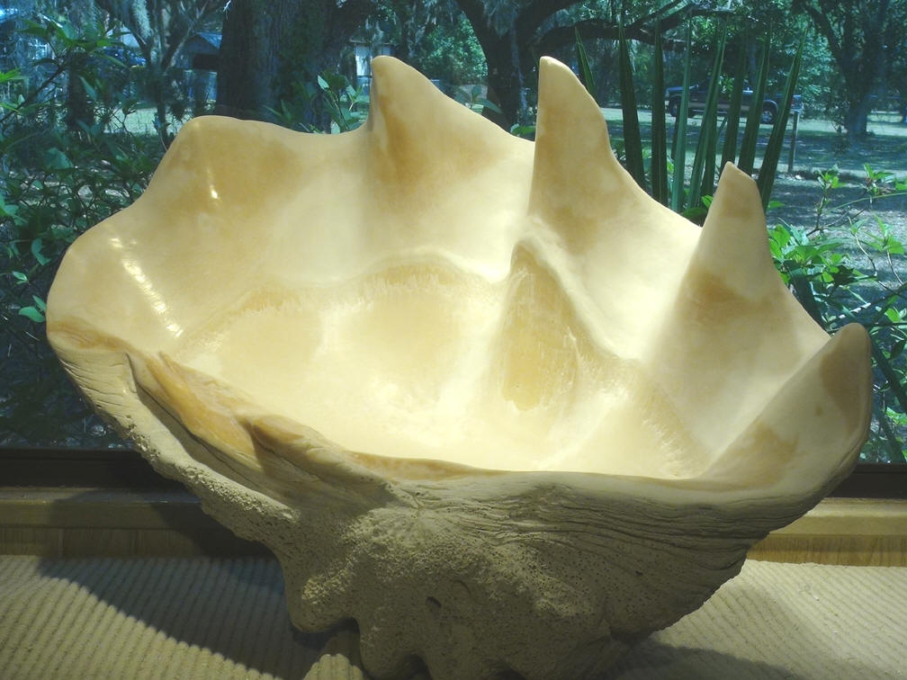 giant clam shell for sale