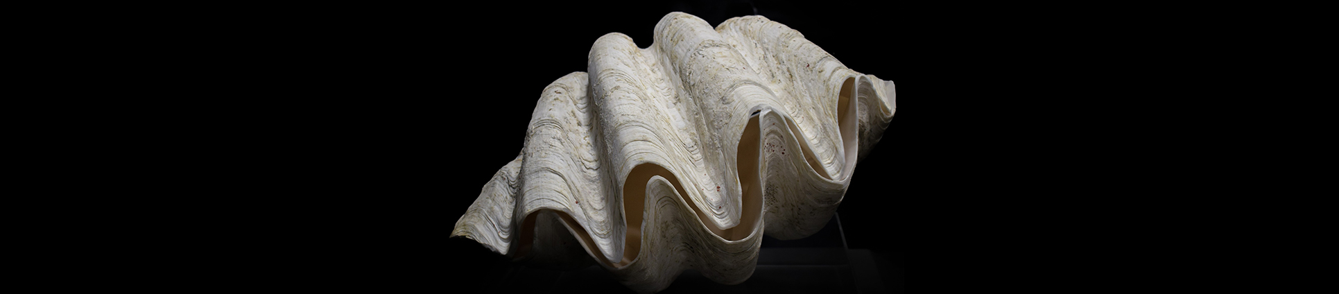Giant-Clams_banner
