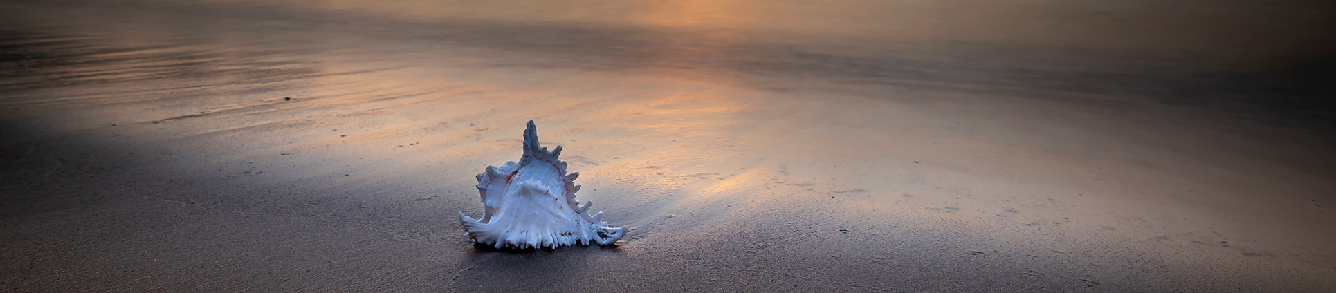 Ocean-Treasures_banner