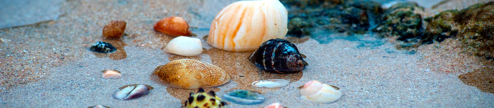 Shell-Mixes_banner