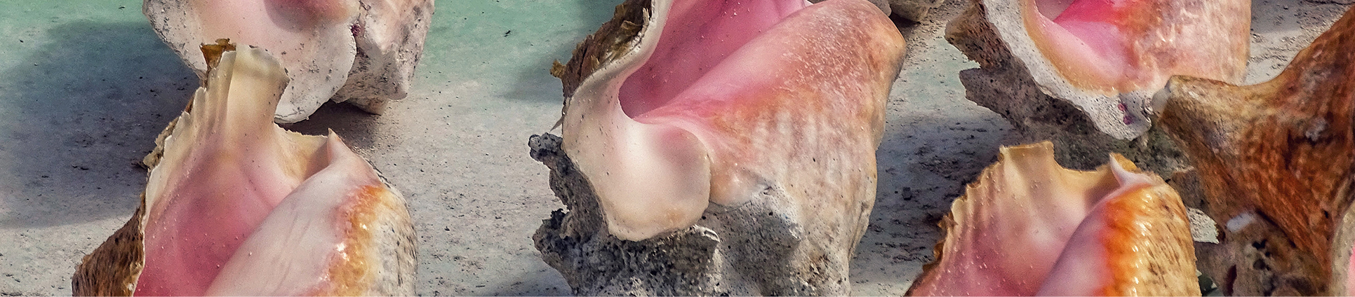 conch-sea-shell_banner