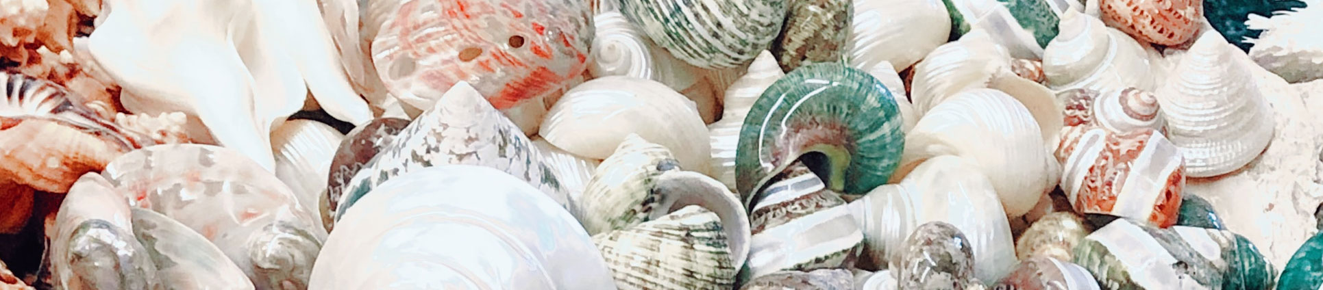 seashells