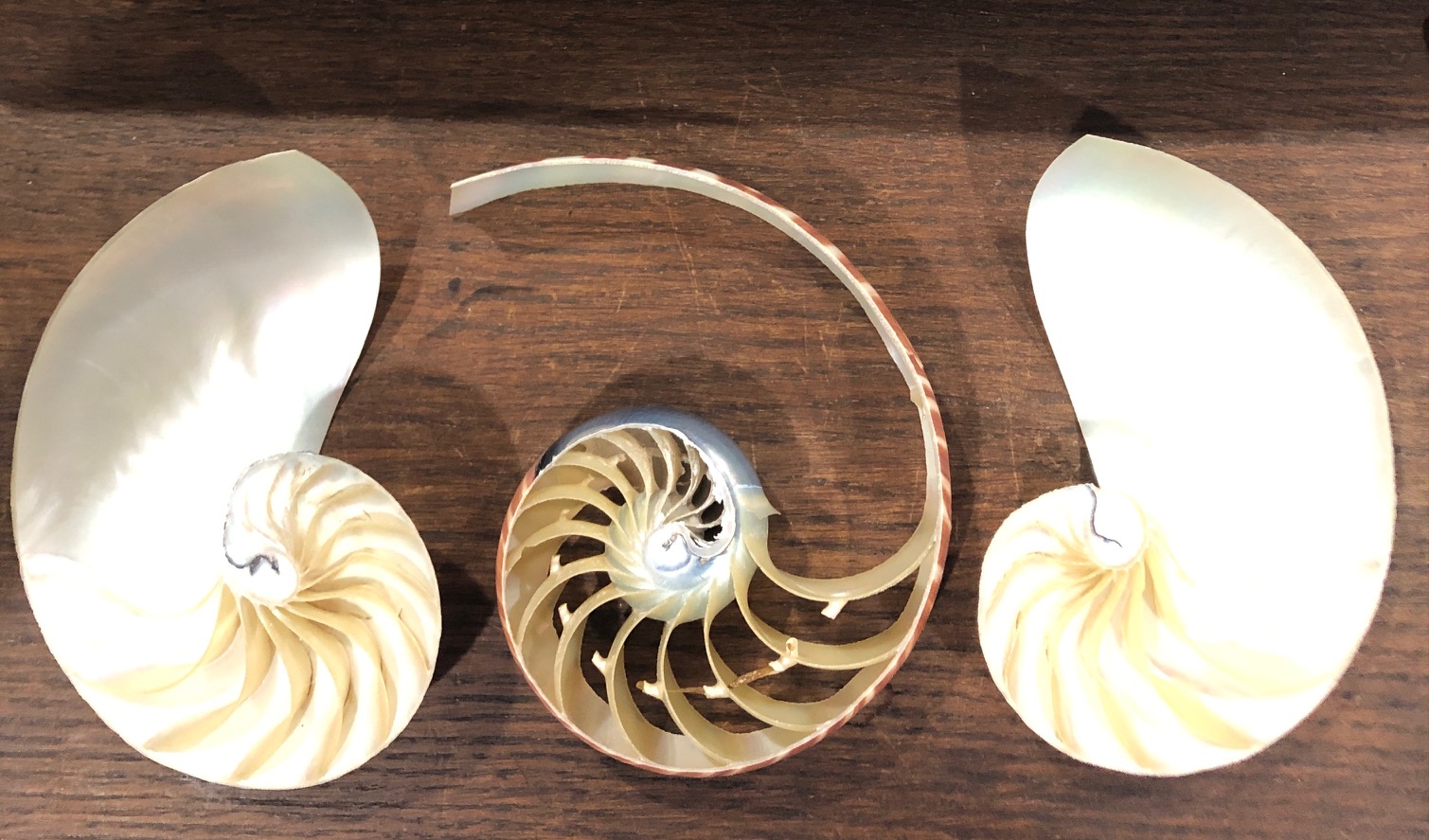 3sectionnautilus2