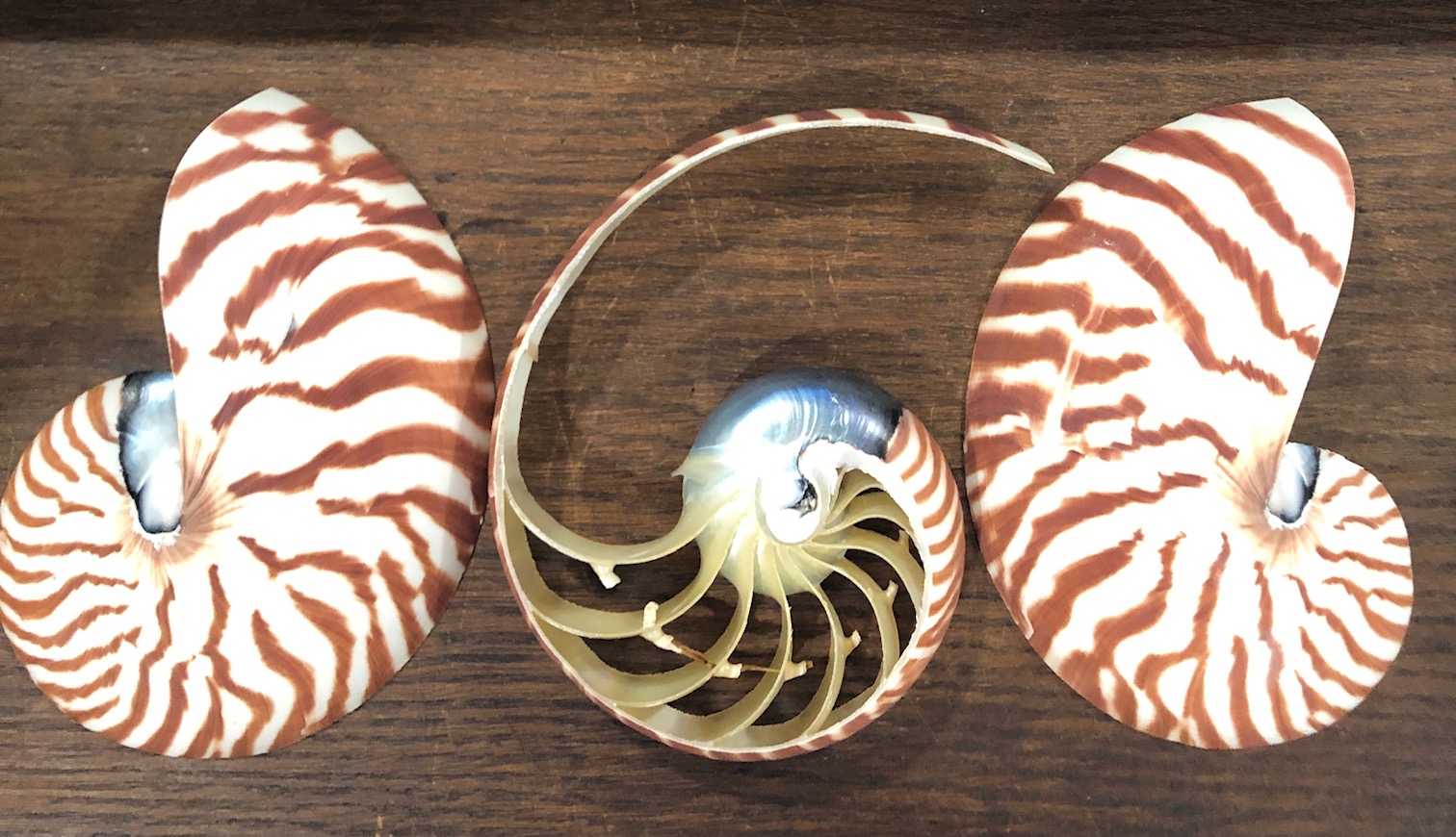 Natural Nautilus 3 Piece Section Set