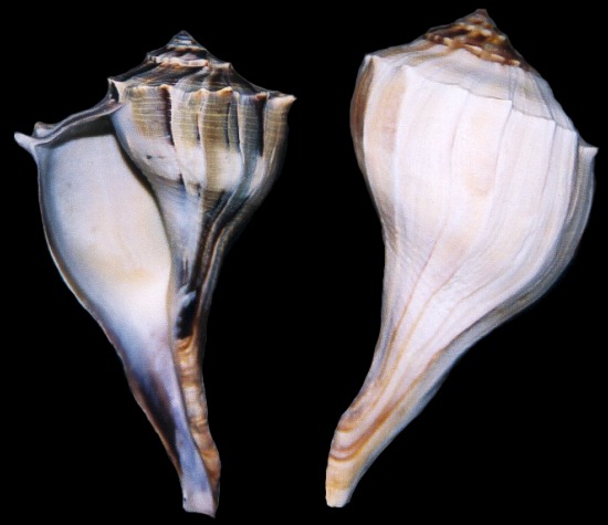 Whelk