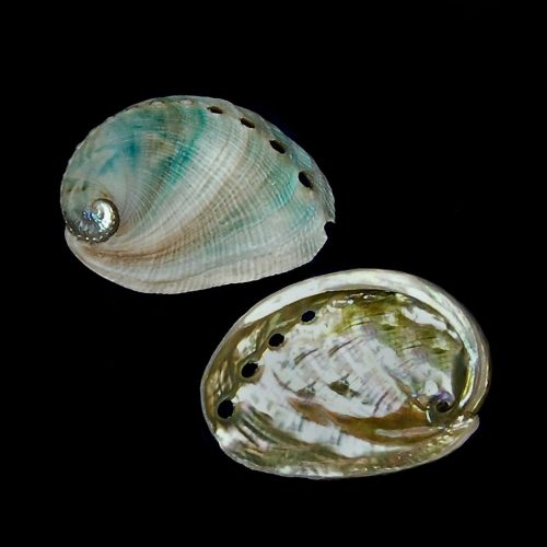 coloredbabyabalone