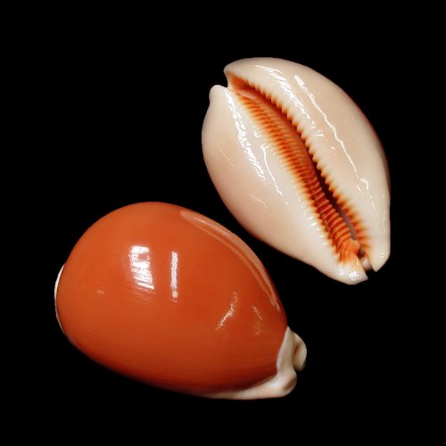 goldencowrie