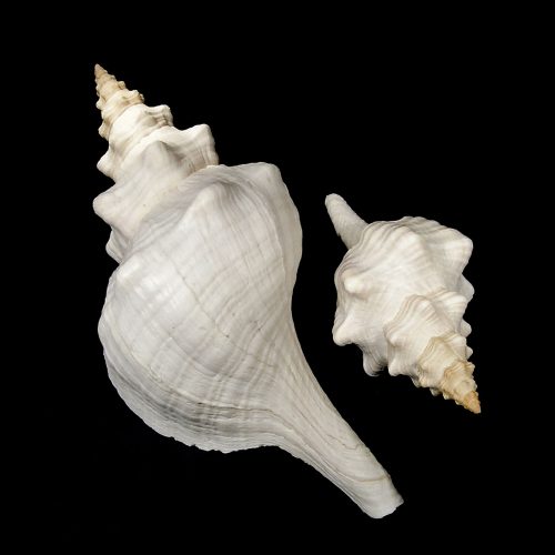 wedding shells Craft Shells CF006010 Blood Mouth Conch Seashells 