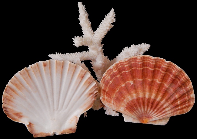 medscallop1