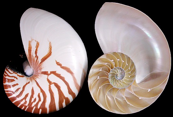 Natural Nautilus Center Cut Pair Size & Fit Guide 