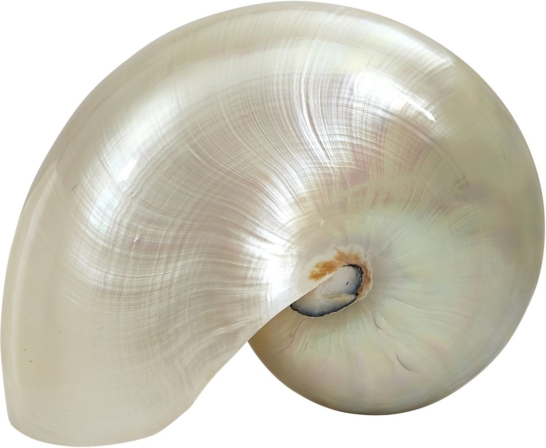Pearl Nautilus Shells  Size & Fit Guide 