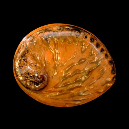 orangeabalone