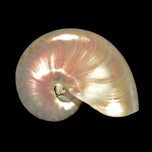 pearlnaut